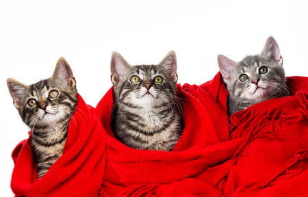 cute kittens with a red scarfの写真素材