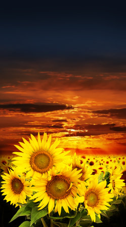 sunflowers on a field and sunsetの写真素材