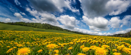 spring meadow with dandelionsの写真素材