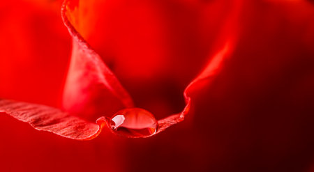 dew drop on flower petal