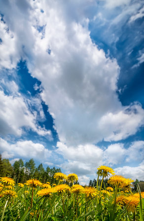 spring meadow with dandelionsの写真素材