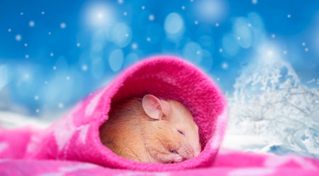 cute little mouse sleeping in a sleeveの写真素材