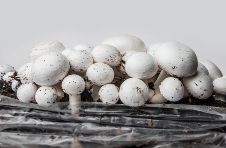 mushrooms - champignons cultivated on a farmの写真素材
