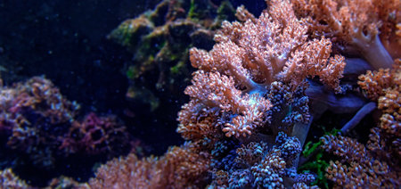 coral in detailの写真素材