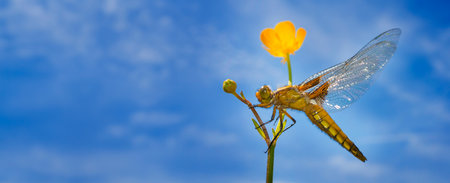 Libellula depressa (female) - dragonfly (Broad-bodied chaser) sitting on a flowerの写真素材