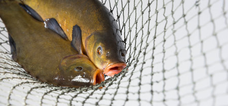 Tench - (Tinca tinca) in a netの写真素材