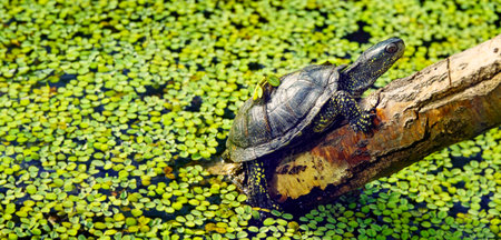 Emys orbicularis - European pond turtleの写真素材