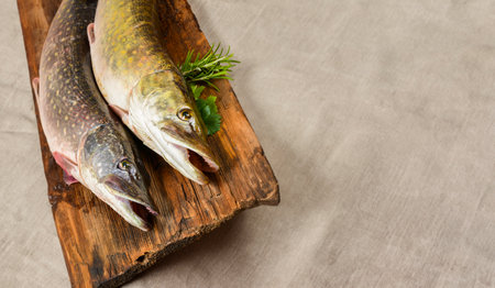 pike fish - Esox luciusの写真素材