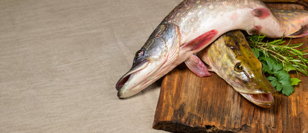 pike fish - Esox lucius