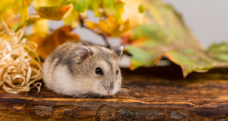 little pet hamster - Phodopus sungorusの写真素材