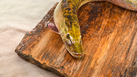 pike fish - Esox luciusの写真素材