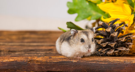 little pet hamster - Phodopus sungorusの写真素材