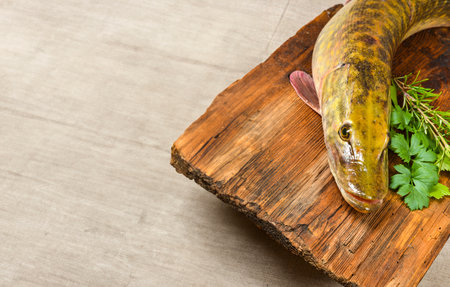 pike fish - Esox luciusの写真素材