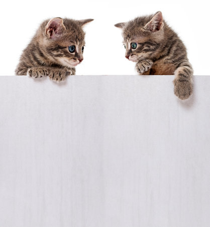 kitten in a boxの写真素材