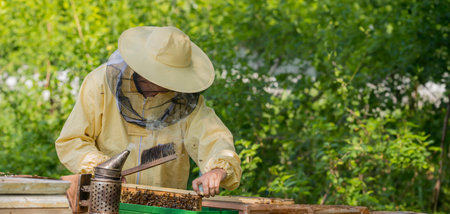 Beekeeper works in a hive - adds frames, watching beesの写真素材