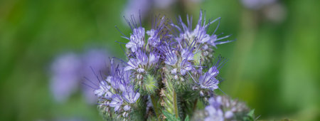 Phacelia tanacetifolia - honey plant for beesの写真素材