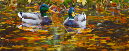 duck on pond with autumnal leavesの写真素材