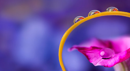 flower petal with dropの写真素材