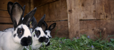 a group of cute black and white rabbits with spotsの写真素材