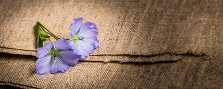 flax - linen flower on a linen textileの写真素材