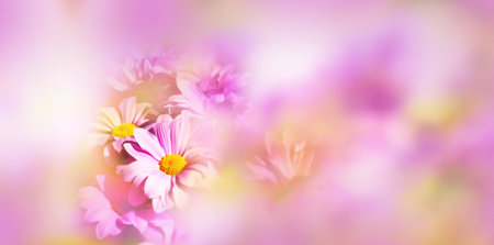 flower and soft bokeh backgroundの写真素材