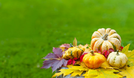 pumpkins and autumn foliageの写真素材