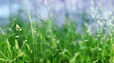 grass foliage background texture soft focusの写真素材