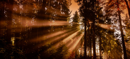 an old foggy forest - autumnの写真素材