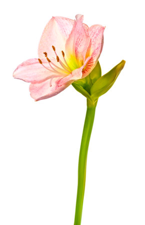 amaryllis flower on white backgroundの写真素材
