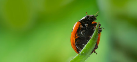 seven-spot ladybird, Coccinella septempunctata on a leafの写真素材