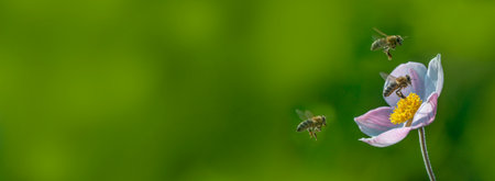 The panoramic view of the garden flowers and beesの写真素材