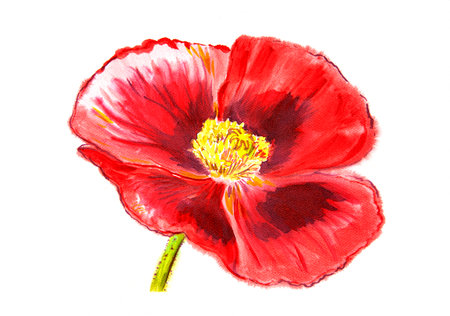Watercolor hand painted poppy flower on white paperの写真素材