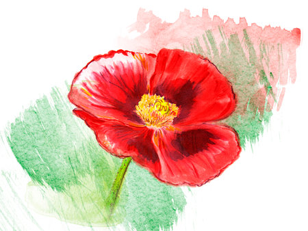 Watercolor hand painted poppy flower on white paperの写真素材