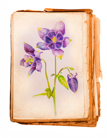 Watercolor hand painted Aquilegia vulgaris - columbine flower - botanical illustrationの写真素材