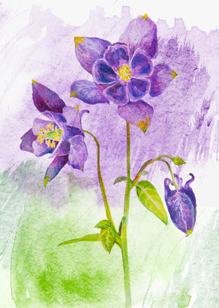 Watercolor hand painted Aquilegia vulgaris - columbine flower on white paper - botanical illustrationの写真素材