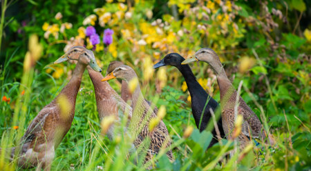 flock of Indian runner ducks in the gardenの写真素材