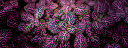 green and pink leaves close up in the detailの写真素材