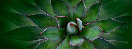 aloe plant close up in the detailの写真素材