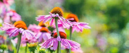 echinacea purpurea - coneflower close up in the gardenの写真素材
