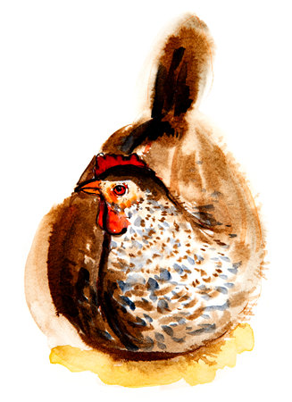 cute hen illustration - hand painted with ink on a paperの写真素材