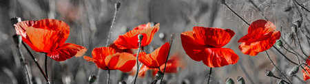 red poppies on a field close upの写真素材