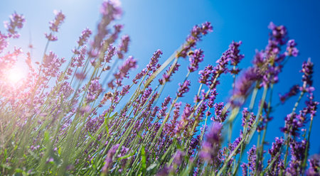 Lavender flower close up in the gardenの写真素材