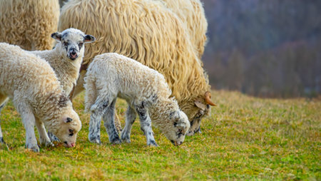 cute lambs on a farm - close upの写真素材