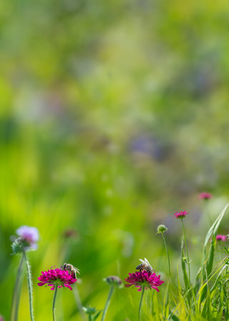 honey bees in the gardenの写真素材