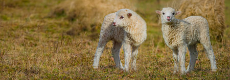 cute lamb on a farm - close upの写真素材