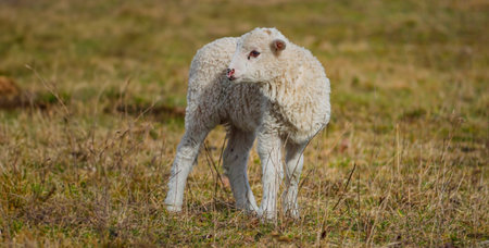 cute lamb on a farm - close upの写真素材