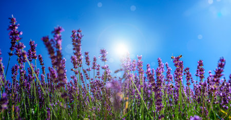 Lavender flower close up in the garden