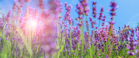 Lavender flower close up in the gardenの写真素材