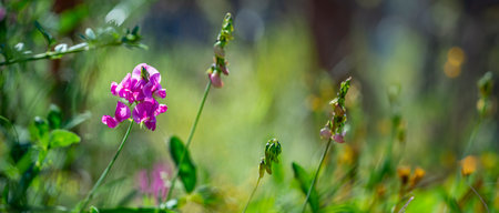 pink flowers of lathyrus on a green backgroundの写真素材