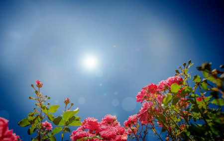 garden with roses flowers close upの写真素材